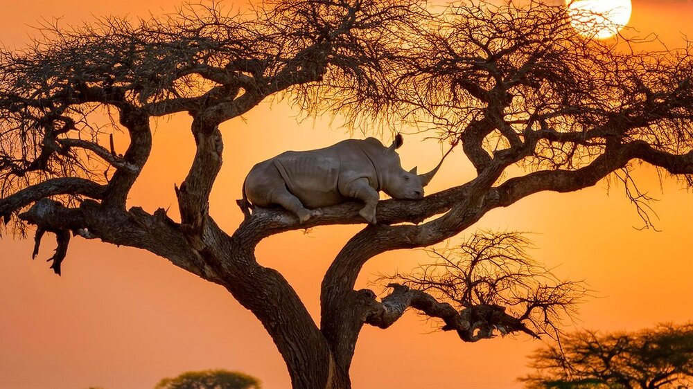 Nashorn.thumb.jpg.182cd8cf219af2a20aa7f30d71660a69.jpg